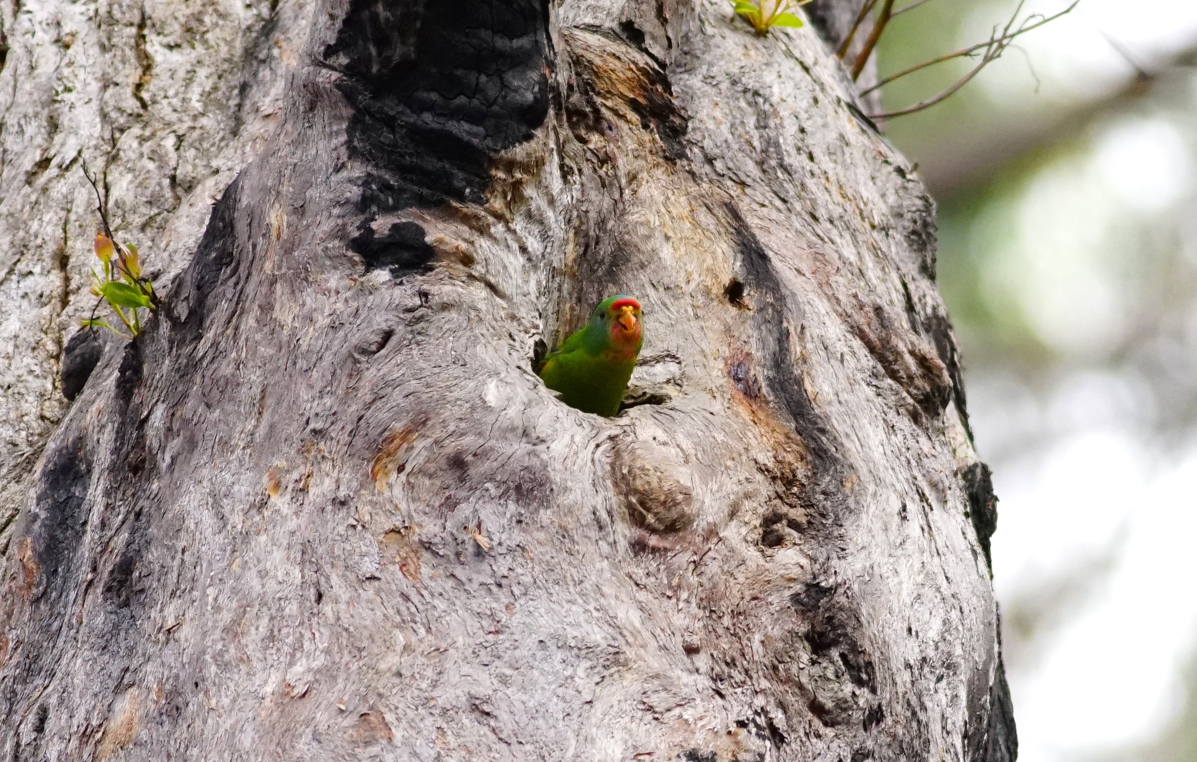 A fledgling swift parrot pokes its head out of a tree hollow