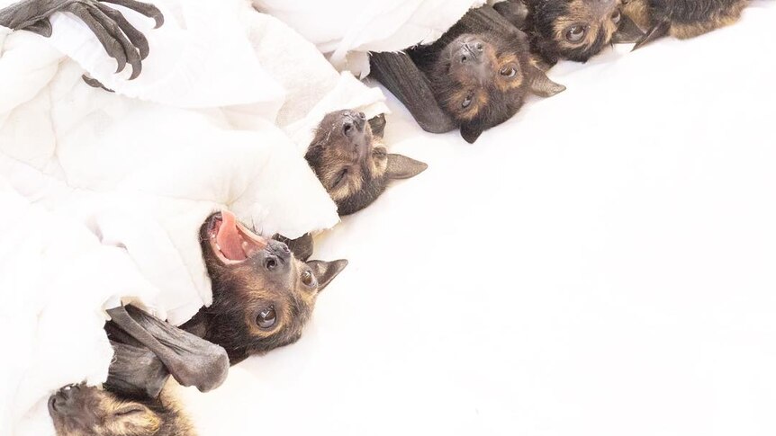 Baby bats wrapped in blankets.
