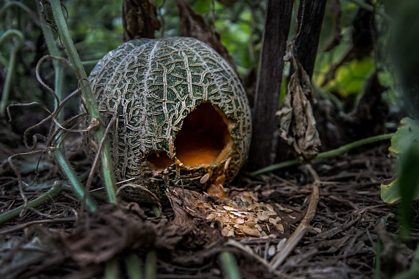 A large round fruit on the ground with a hole in it.