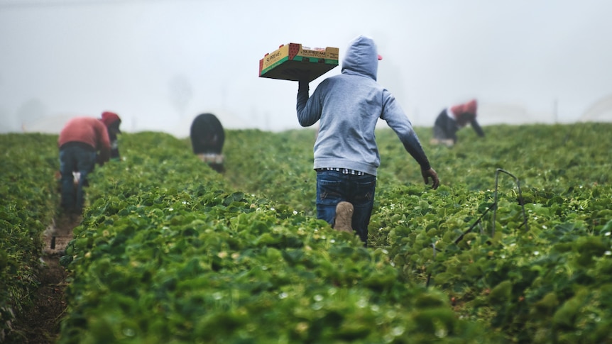 Farm workers picking fruit in a field.