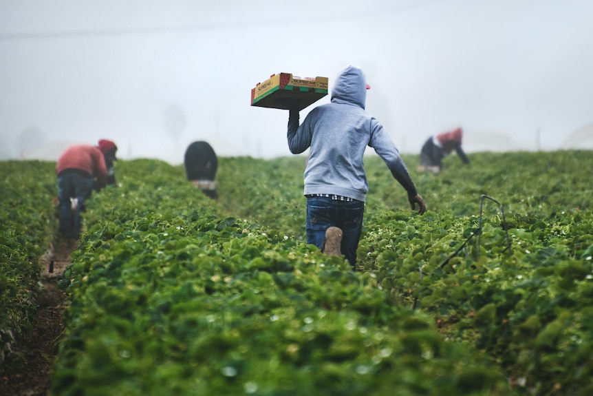 Farm workers picking fruit in the field.