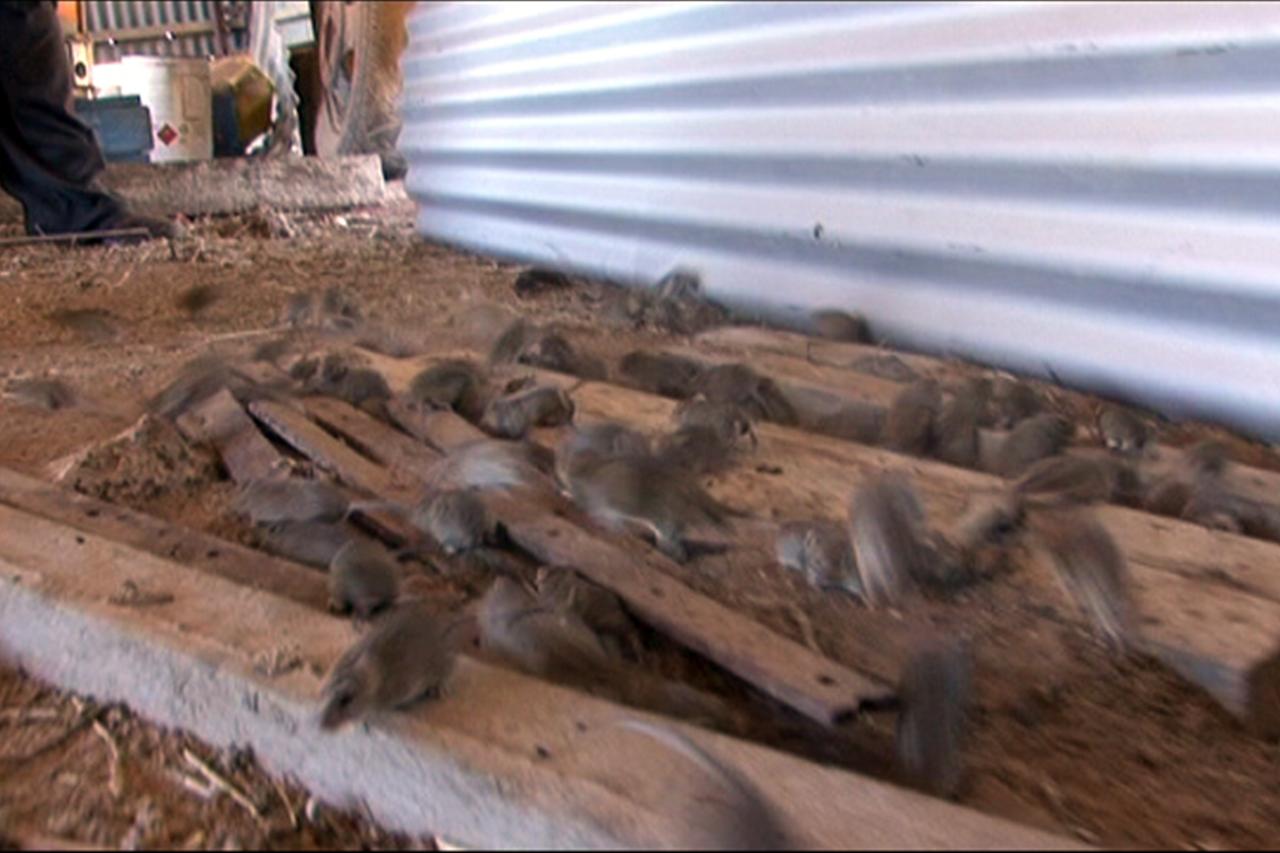 Mice, locusts leave farmers in tough spot - ABC News