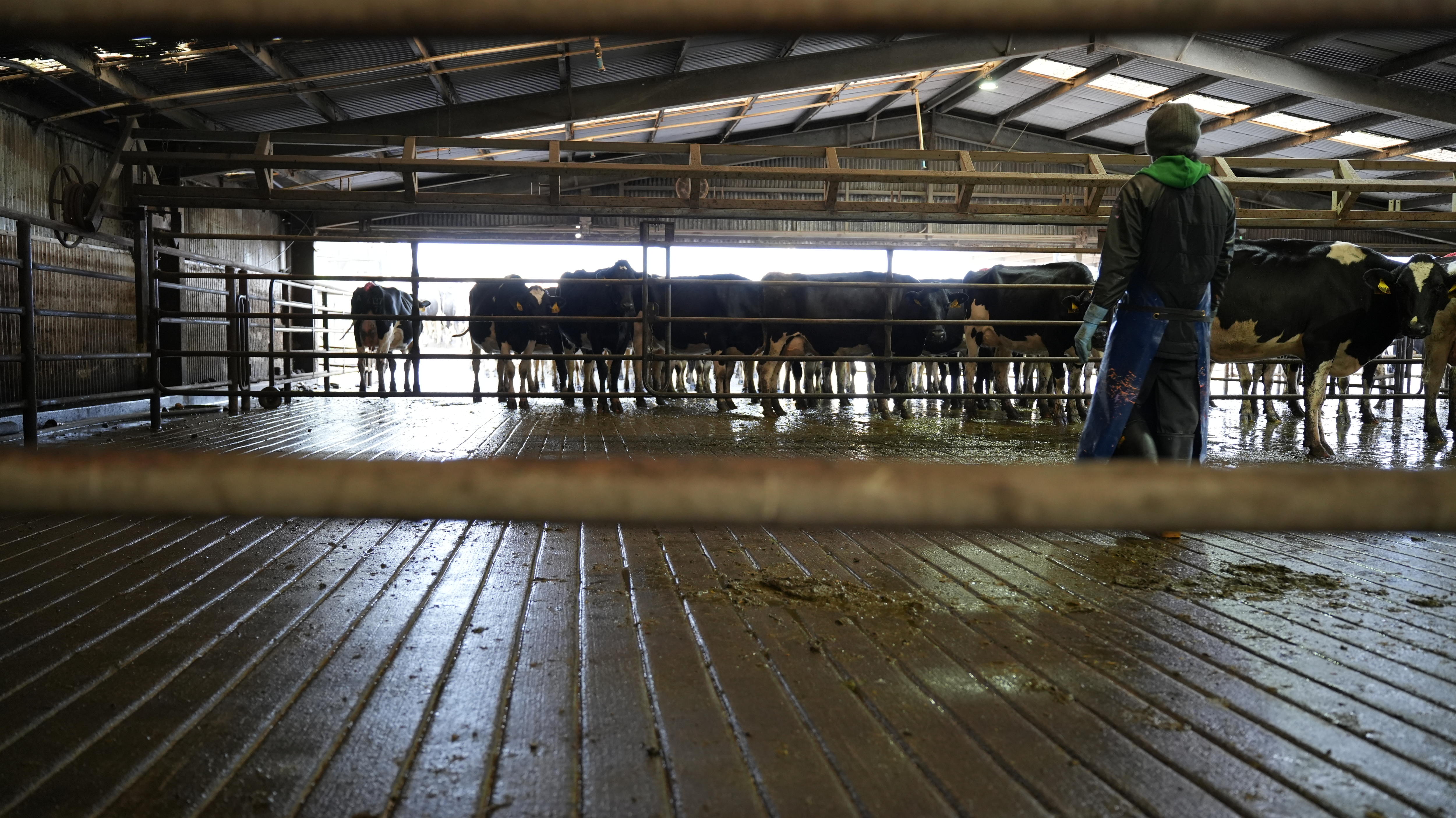 A worker at a dairy farm looks at a herd of cows.
