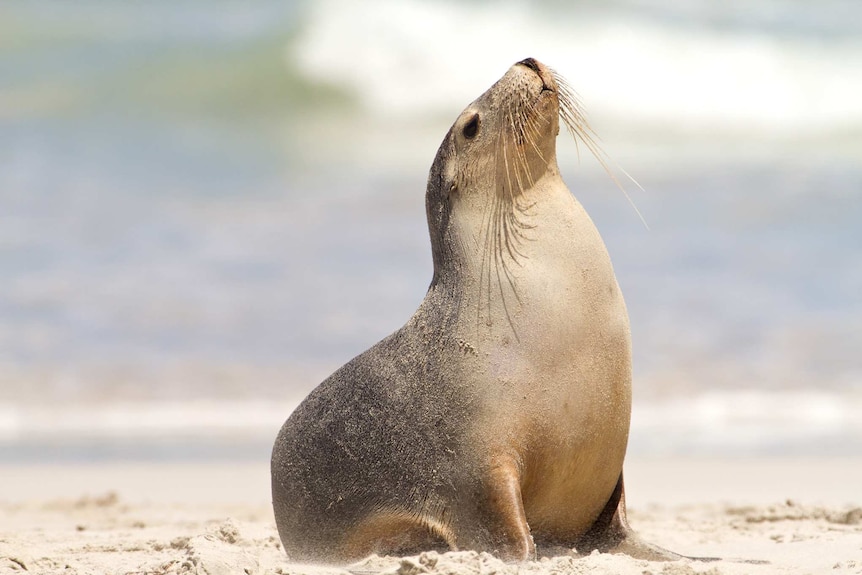 A sea lion on a beach tilting its head to the sky.