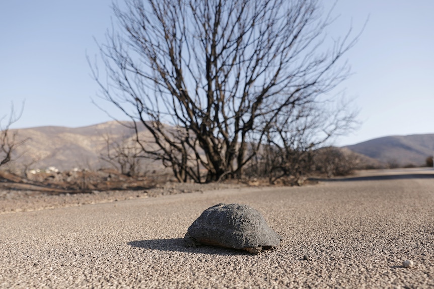 A burnt turtle shell on a road with burnt trees in the background. 