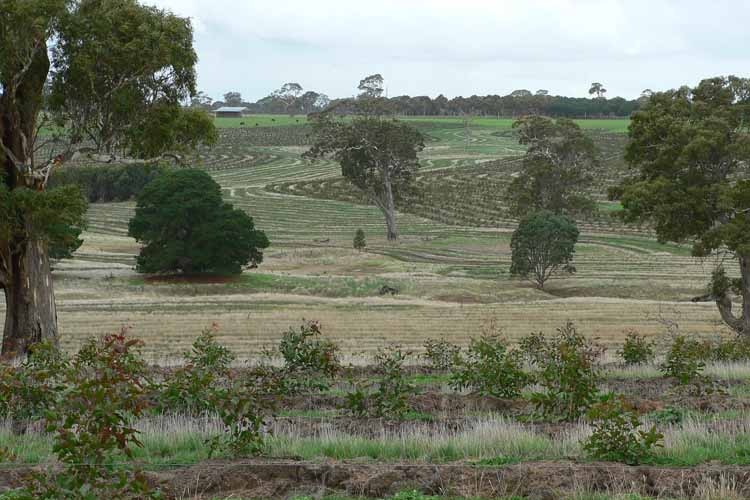 Paddocks of trees and grass