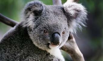 A Koala climbs a tree.