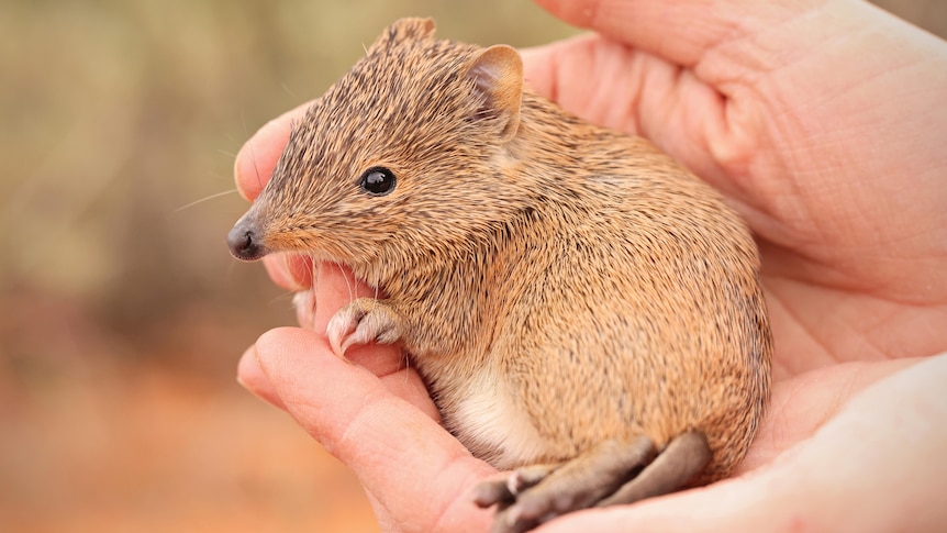 A Golden Bandicoot being held in a pair of open hands