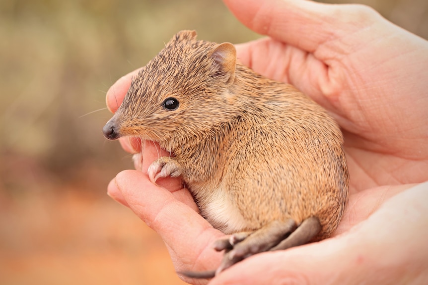 A Golden Bandicoot being held in a pair of open hands