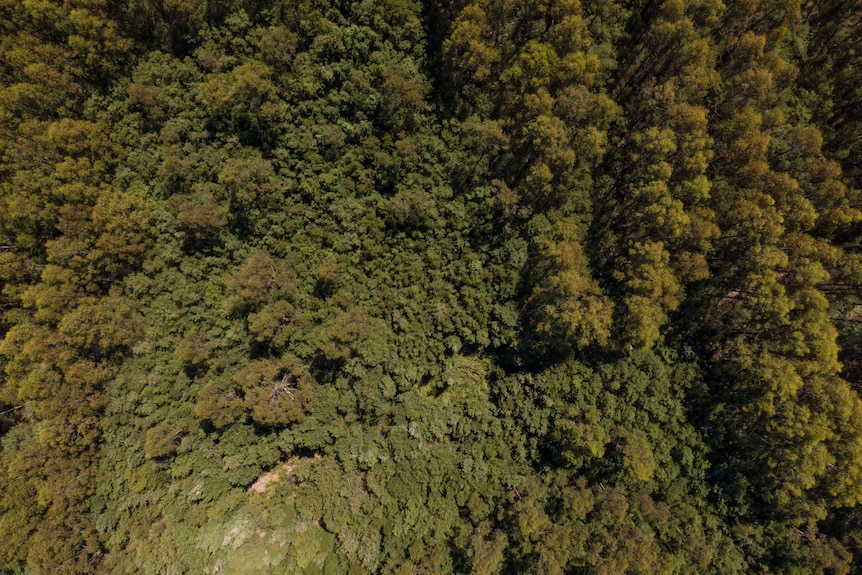 A dense and green bushland, from above.