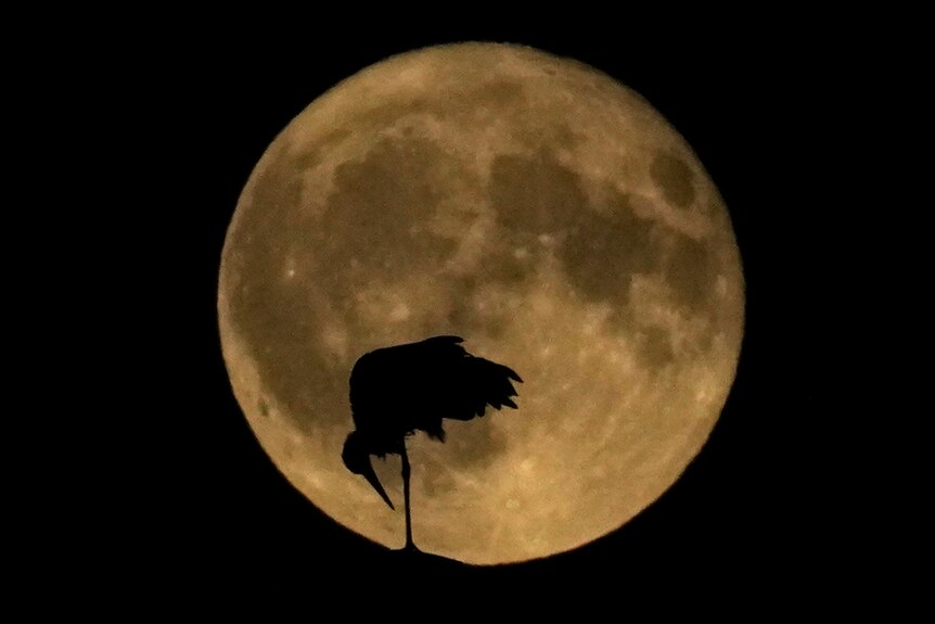 A stork is silhouetted against a large moon.