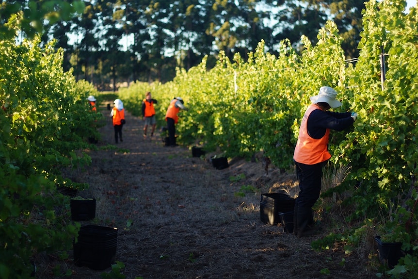 Workers pick grapes at a vineyard