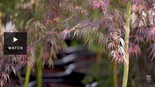 Burgundy-coloured leaves of a small maple tree in a garden. Has Video.