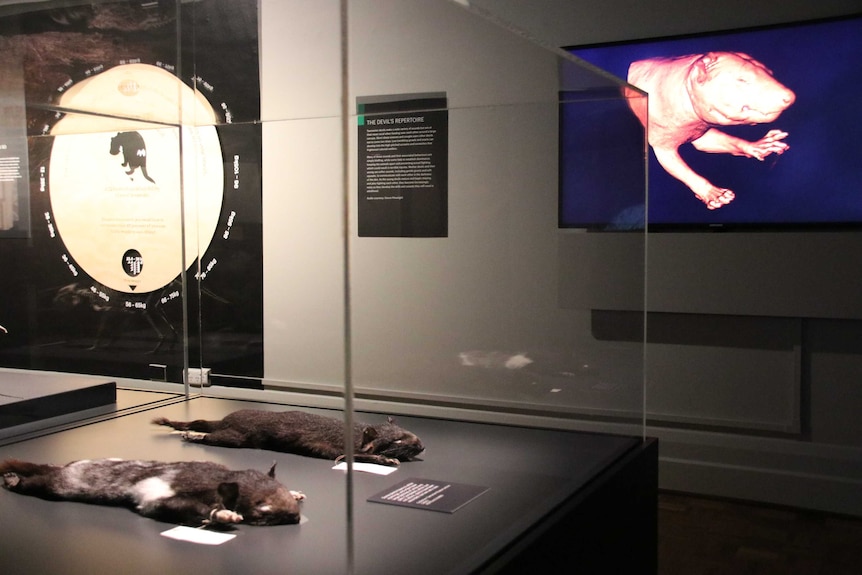 Tasmanian Devil exhibition 5