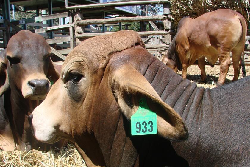 Cattle at the Gracemere Saleyards