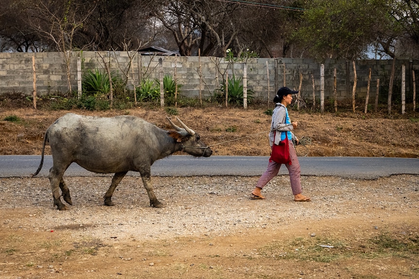 Photo of a woman walking a buffalo.