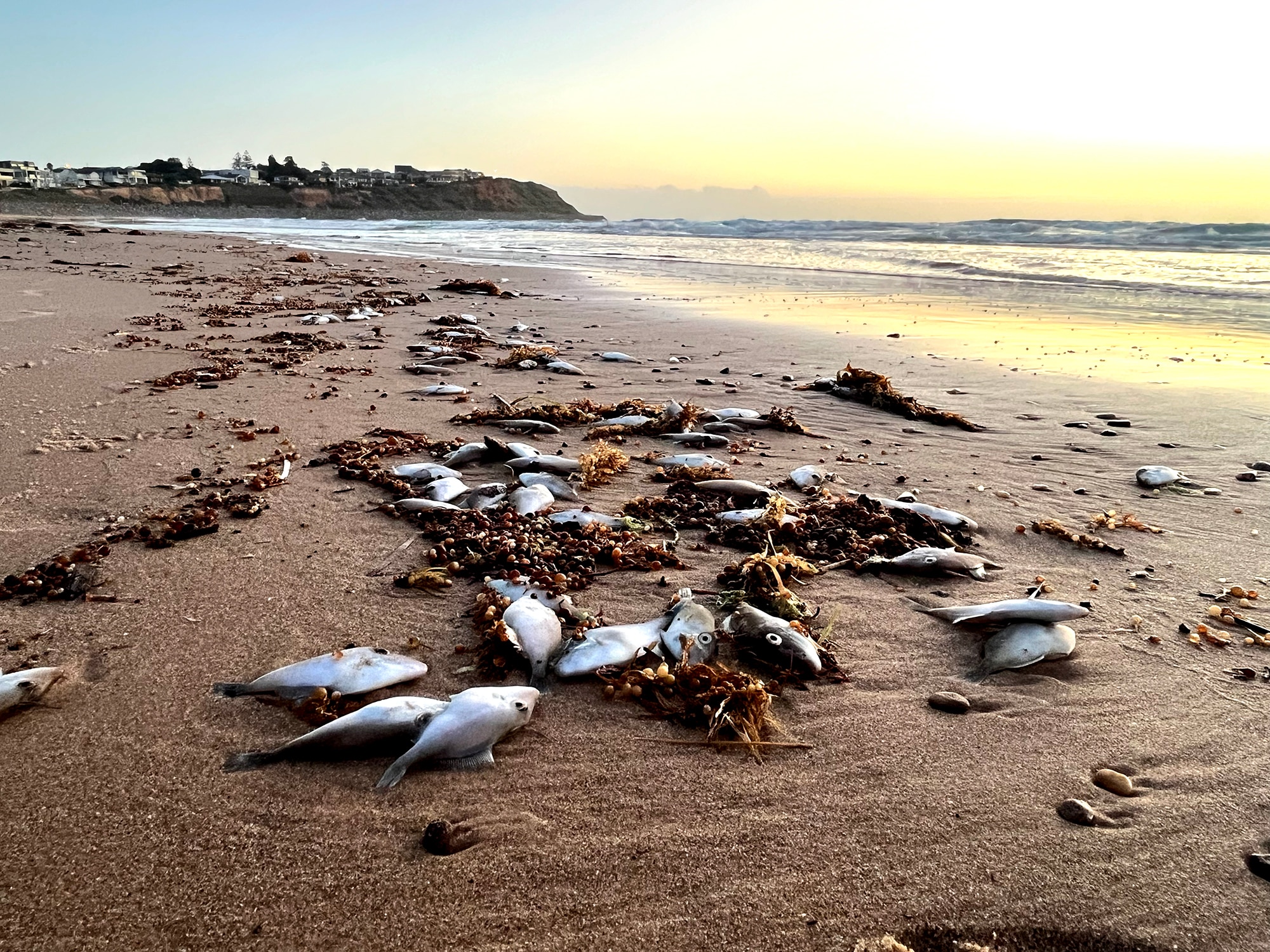 Understanding of harmful algal blooms still murky, disaster survey finds