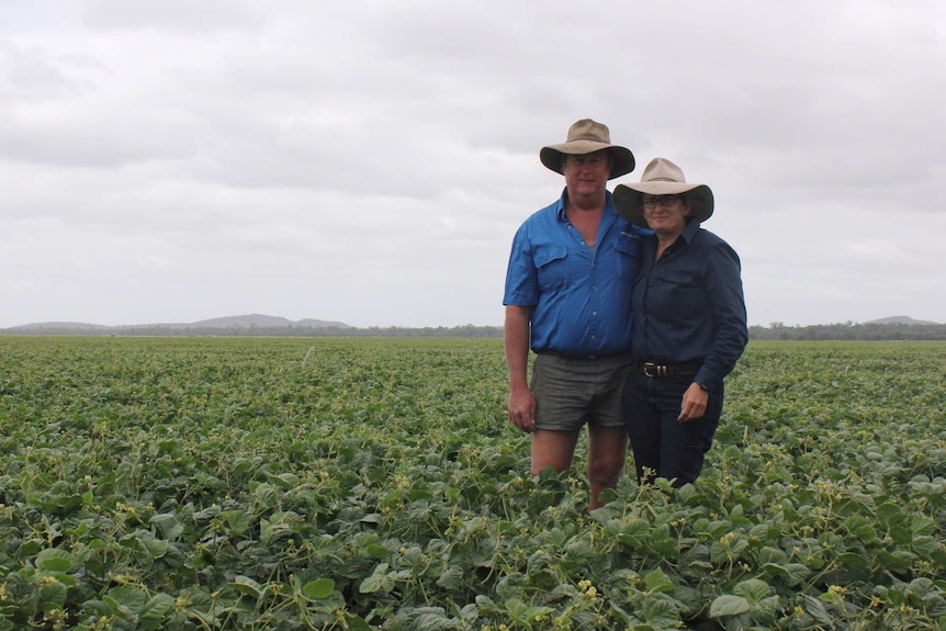 Darren Hosking and Jo Hosking stand in mung bean crop