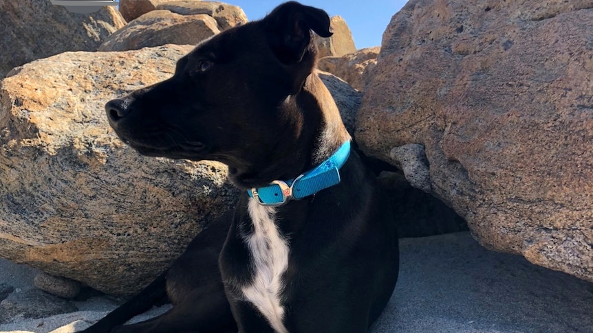 A black dog sits regally on sand with rocks behind him.