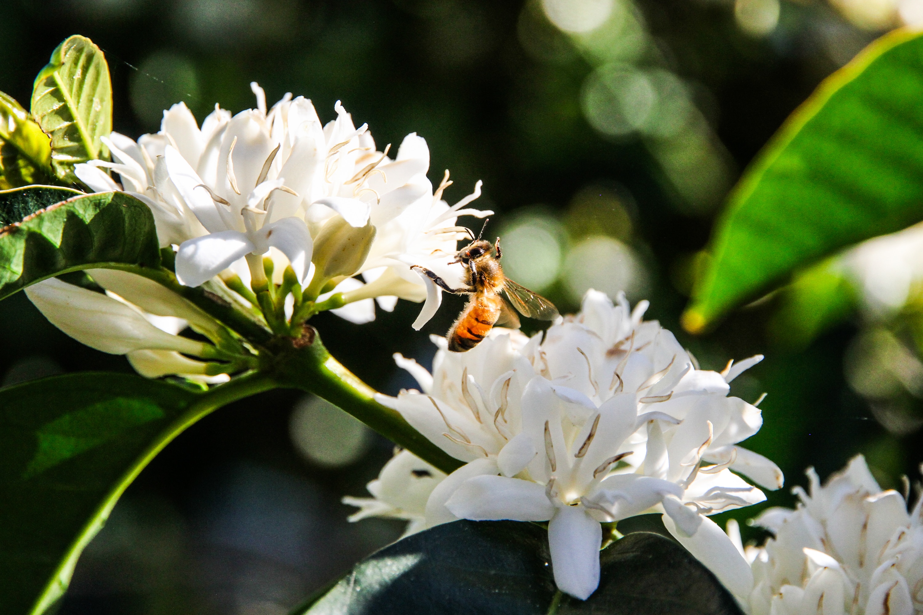 Una abeja melífera sobre una flor de café con leche.