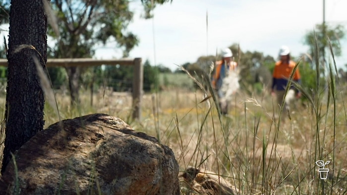 Bushland with a rock and native grasses and two people wearing hi-viz vests in the background