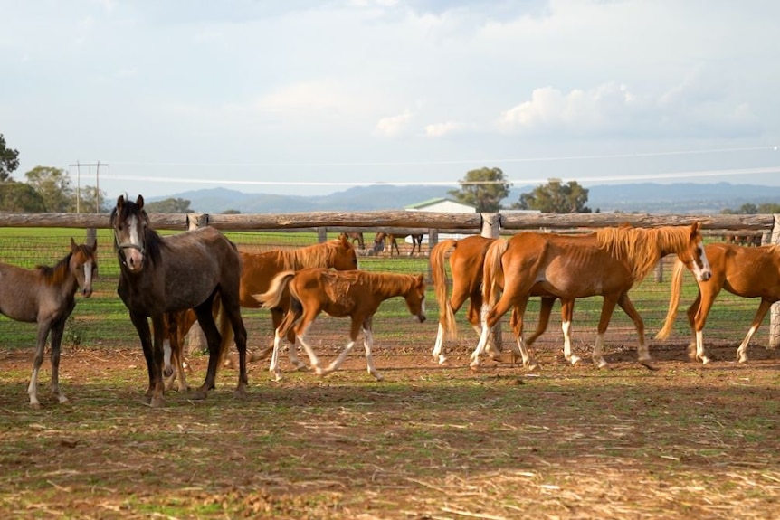 Brown and bay horses graze in a pen.