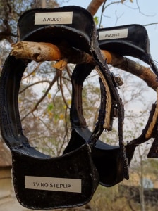 Dingo collars on a branch