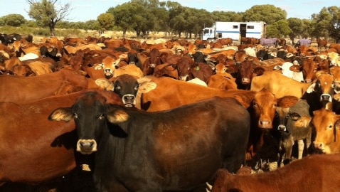 Heavy cattle wanted