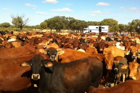 Strathfield steers on the Winton-Roma stock route