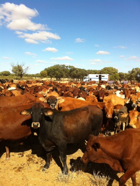 Strathfield steers on the Winton-Roma stock route
