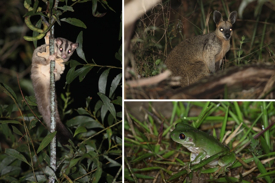 Un collage de un planeador, un ualabí y una rana, tomado con flash de noche.