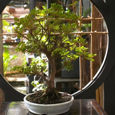 A bonsai plant sitting in the centre of a circular window