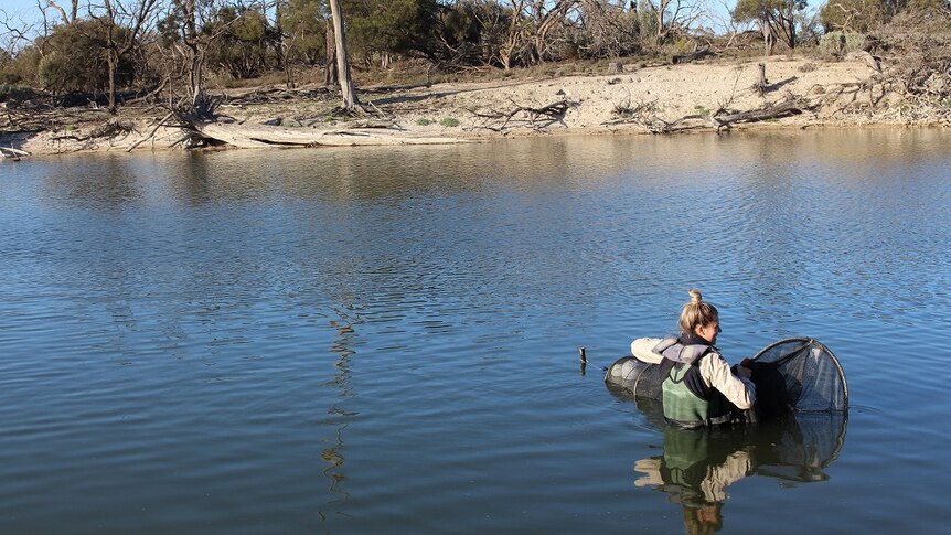 Woman in water at secret lagoon where threatened species is breeding
