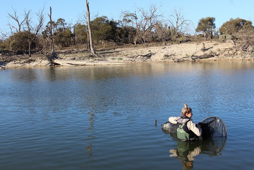 Woman in water at secret lagoon where threatened species is breeding