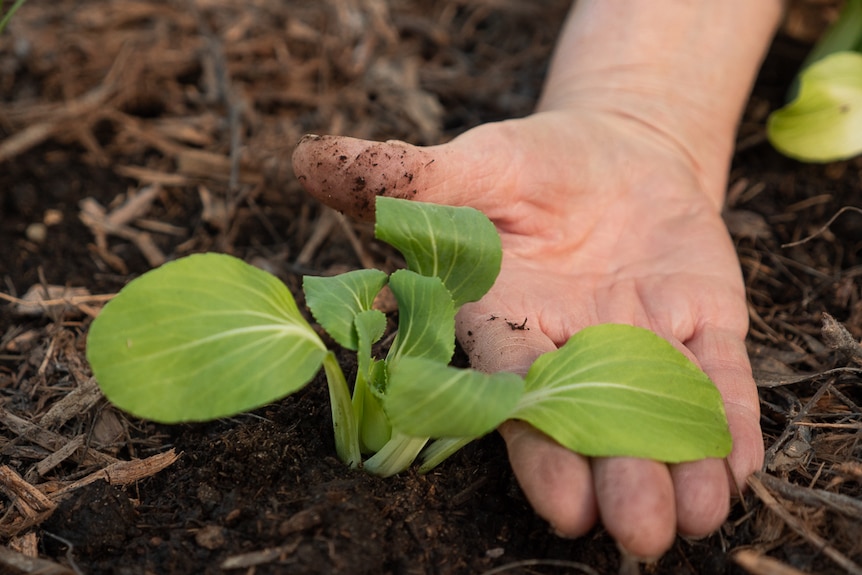 A hand displaying some leafy greens in a produce garden.