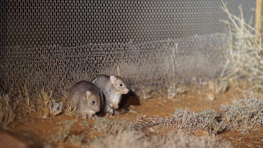 Two small marsupials huddle together at night.