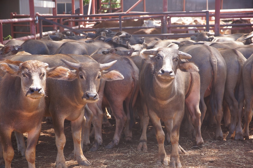 Image of multiple cattle standing together.