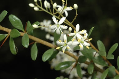 Bursaria spinosa