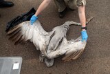 A dead brolga was part of the haul discovered by authorities.