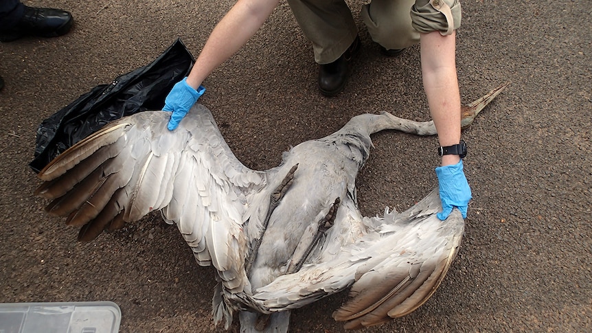 A dead brolga was part of the haul discovered by authorities.