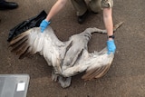 A dead brolga was part of the haul discovered by authorities.