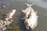 Two dead fish in shallow water.