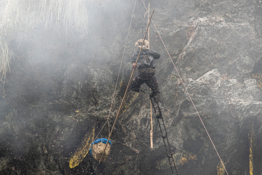 Honey hunter in Nepal climbs a bamboo rope