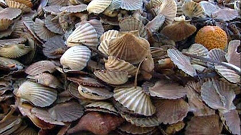Tasmanian fisherman believe the scallop deaths were caused by seismic testing.