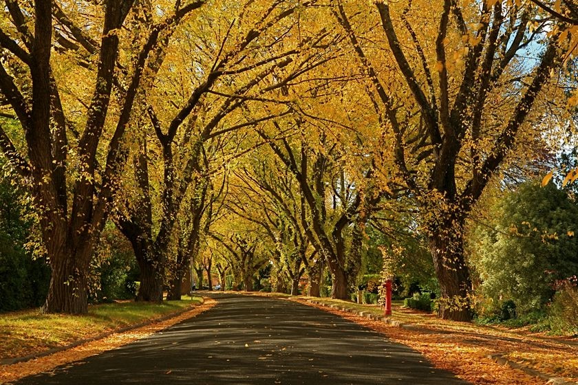 Leafy suburb