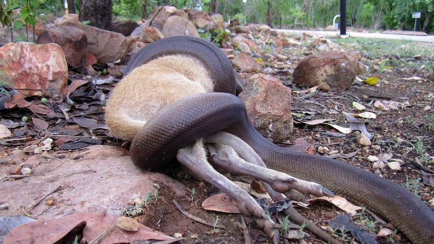 It will take the python almost a week to digest this wallaby meal.