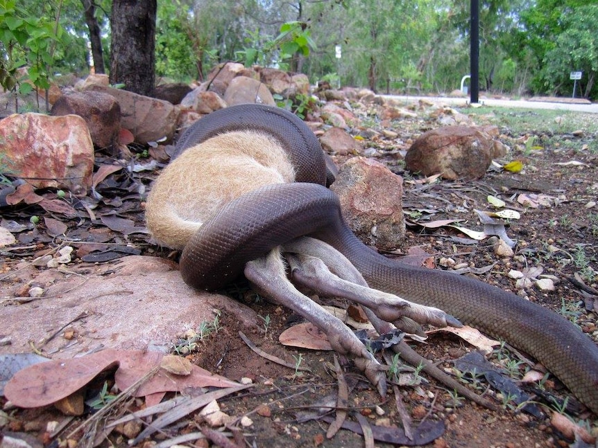 It will take the python almost a week to digest this wallaby meal.