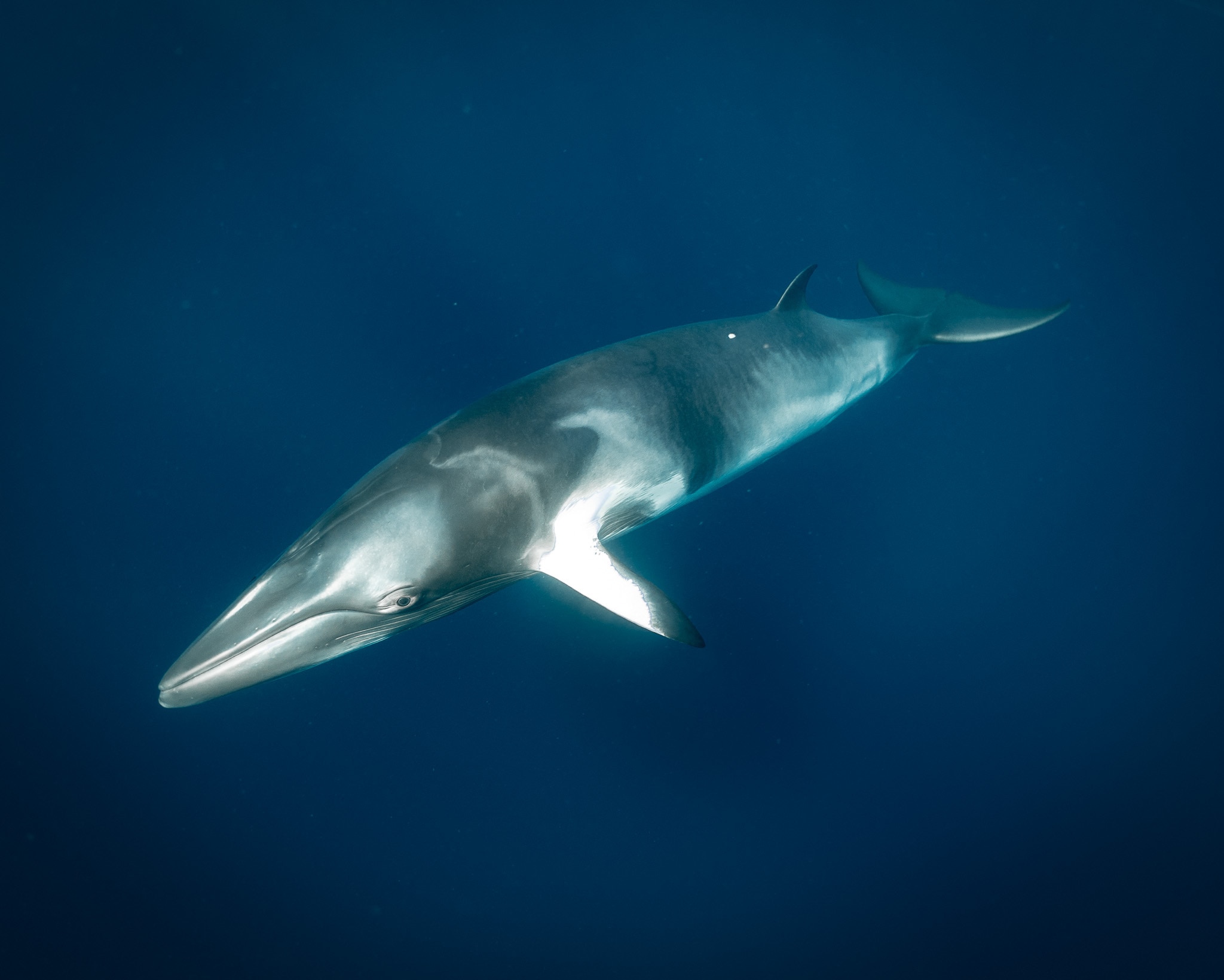 Underwater shot of a grey small whale against deep dark blue backdrop.