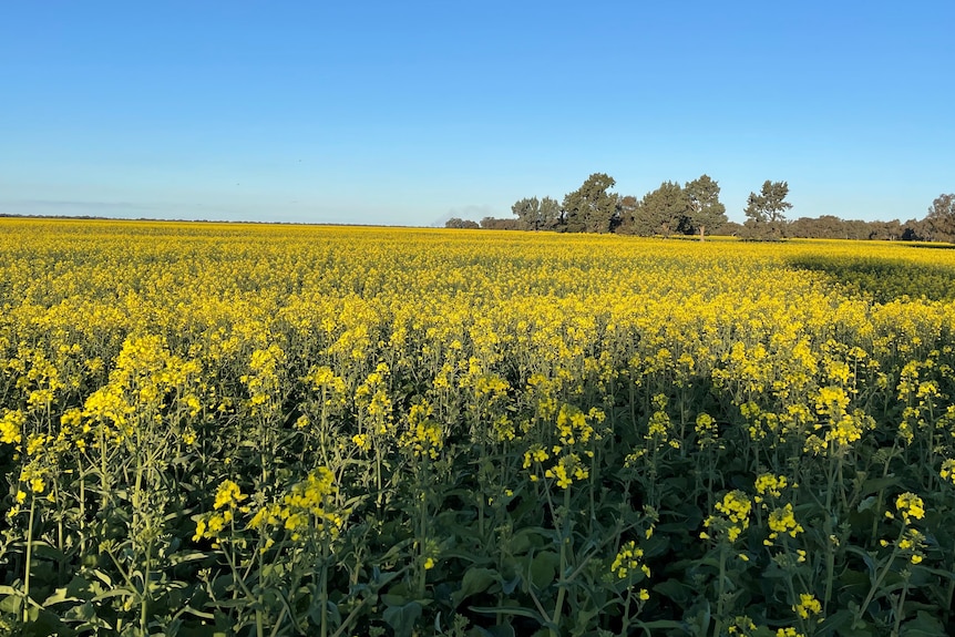 A paddock of flowering canola on a sunny day