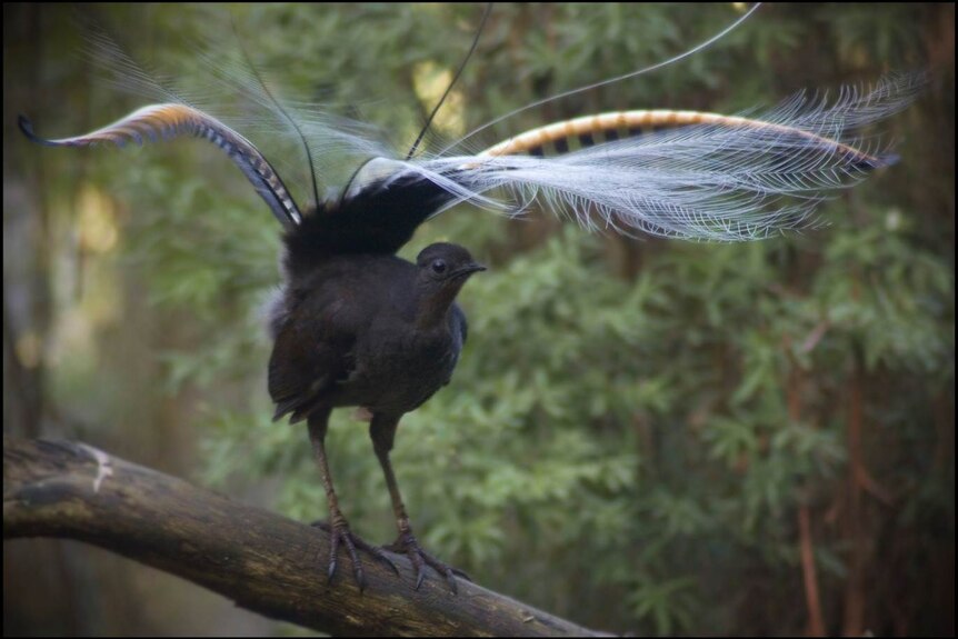 A lyrebird sits on a log with its feathers spread out.